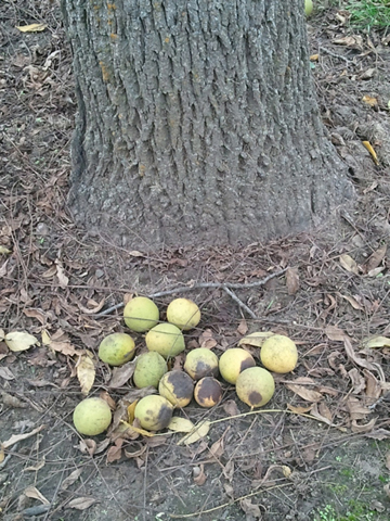 walnut from a parent tree